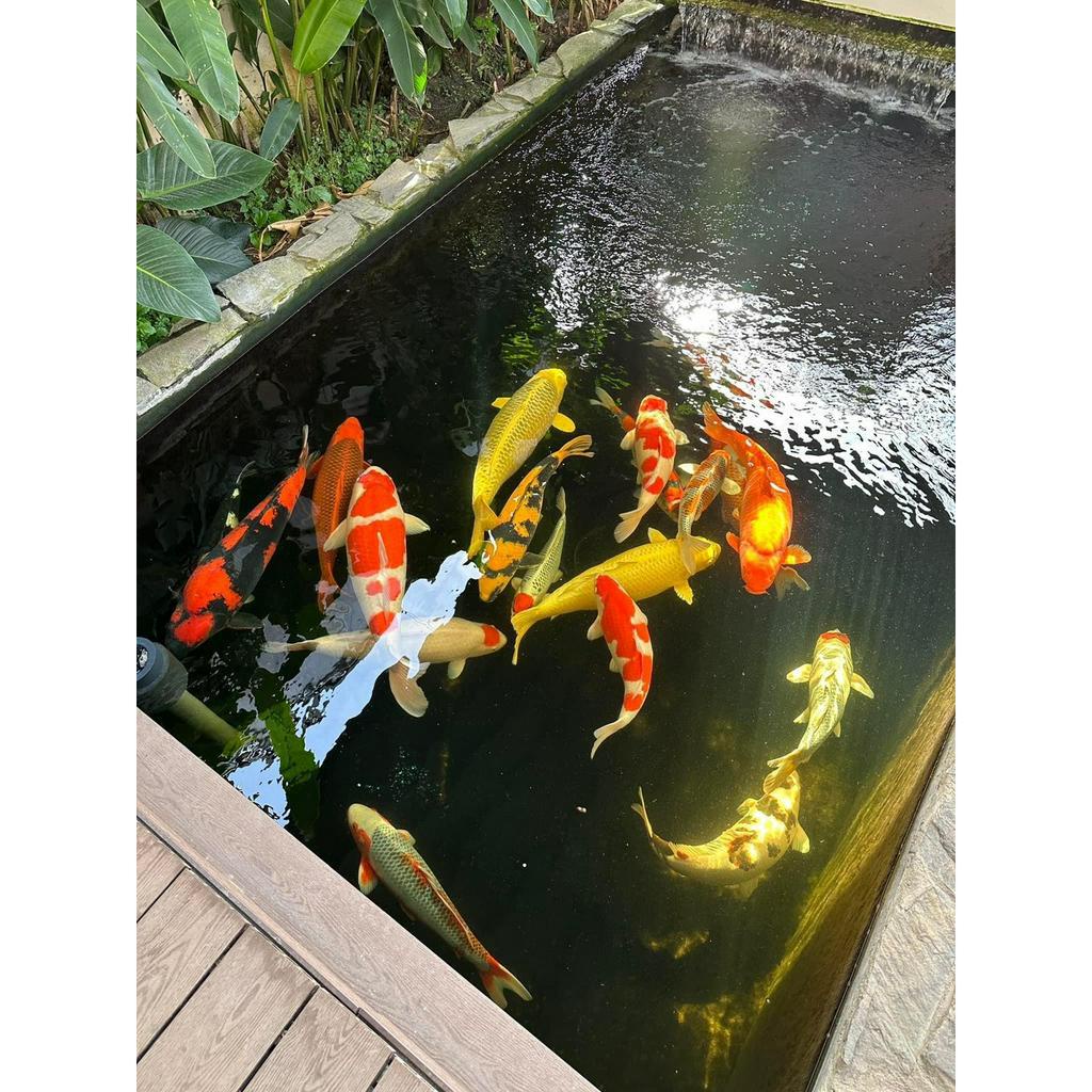 Thức ăn siêu tăng trưởngI-Aquamaster Hi-Growth 42% đạm-Thức ăn cao cấp cho cá KOI- xuất xứ Đài Loan