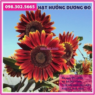 30 Hạt giống hoa hướng dương đỏ F1 - hạt chất lượng tốt, chất lượng đồng đều