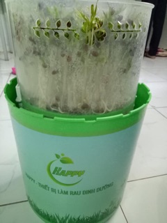 Thiết bị làm rau mầm Happy