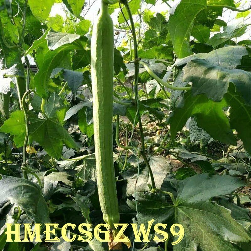 Hạt giống mướp hương quả dài  Tỷ lệ nảy mầm lên đến 90% 10h