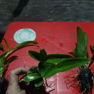 Combo 5 loại denro nắng