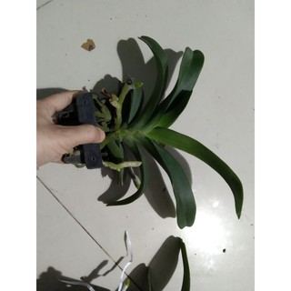 Ngọc điểm Thái đang nụ