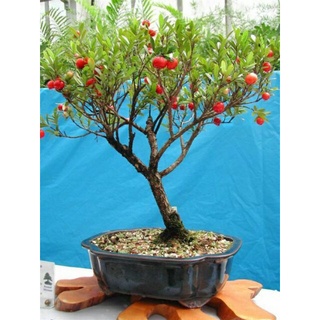 chậu sơ ri ngọt ( h 2,3), chậu nuôi