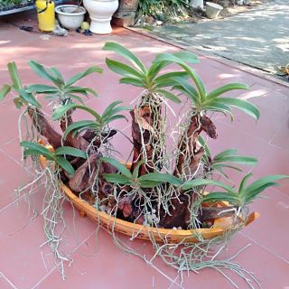 Chậu thuyền gỗ thuận buồm xuôi gió