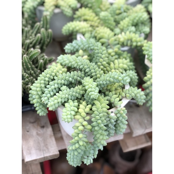 Sen Đá Chuỗi Ngọc Rũ Size Chậu 15cm Hư 1 Đổi 1