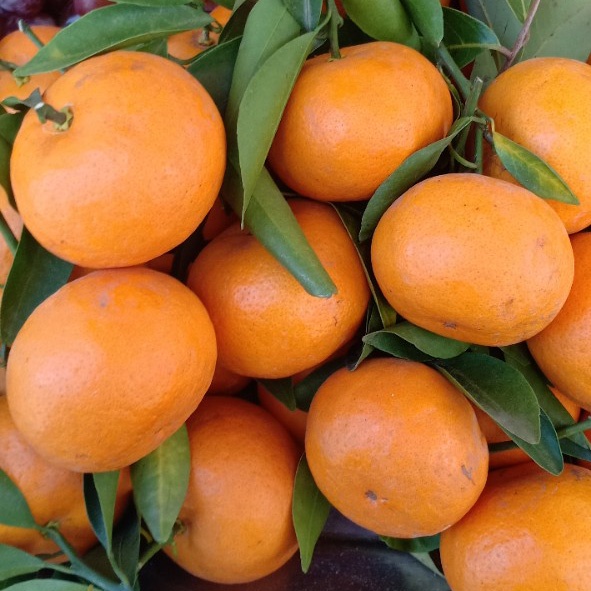 500g Phân Đạm cá hồi Hàn Quốc . Dùng cho rau sạch, hoa cây cảnh và cây ăn trái