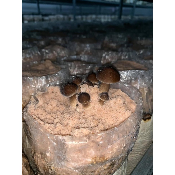 Phôi nấm mối đen
