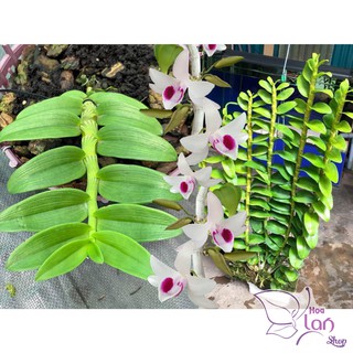 Phi điệp 5 cánh trắng Phú Thọ gieo hạt 20cm