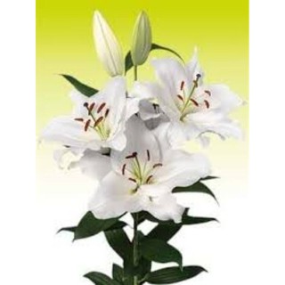 1 củ giống hoa ly cao thơm màu trắng ( size 20-22)