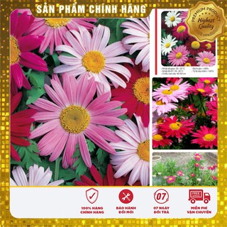 Hạt giống hoa cúc thơm xua muỗi LUCKY SEEDS
