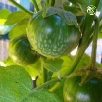 Hạt Giống Cà Dĩa Cao Sản PN-121 Phú Nông - Gói 0.5g