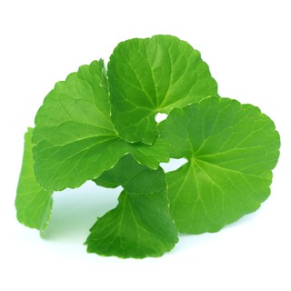 1g Hạt Giống Rau Má Lá To