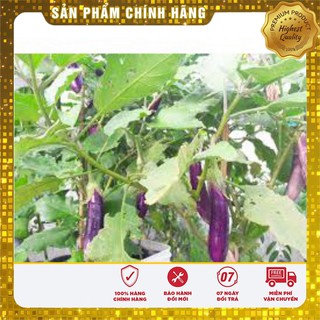 Hạt Giống Cà Tím Dài (2 gr)