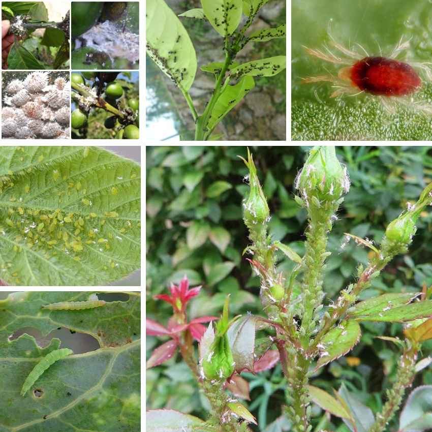 Trừ Sâu Sinh Học TINH DẦU THẢO MỘC - GÓI 40ML