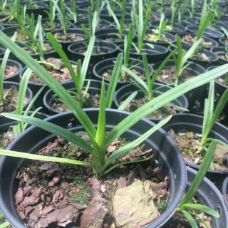 KIẾM PHAN TRÍ X HOÀNG LONG, XANH HUẾ