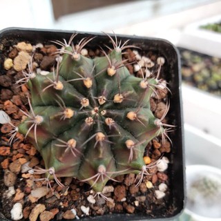 Xương rồng gymno