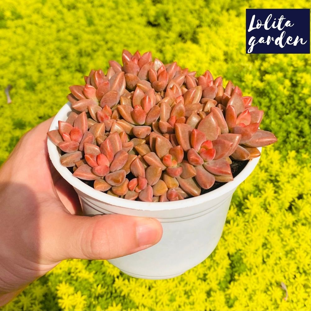 Sen đá đá nâu Đà Lạt size trung bình cây cảnh trang trí nhà cửa Lolita garden