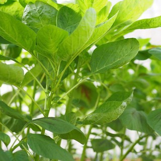 20g Hạt giống Rau Dền xanh