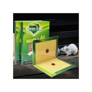 Tấm keo dính chuột
