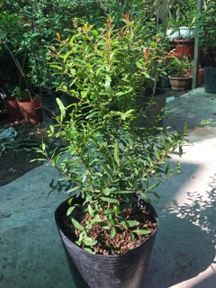 Cây lựu  đỏ Mỹ 6 tháng cho trái