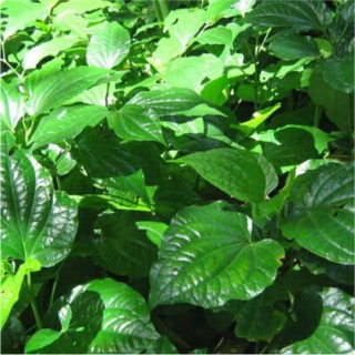 Cây giống lá nốt