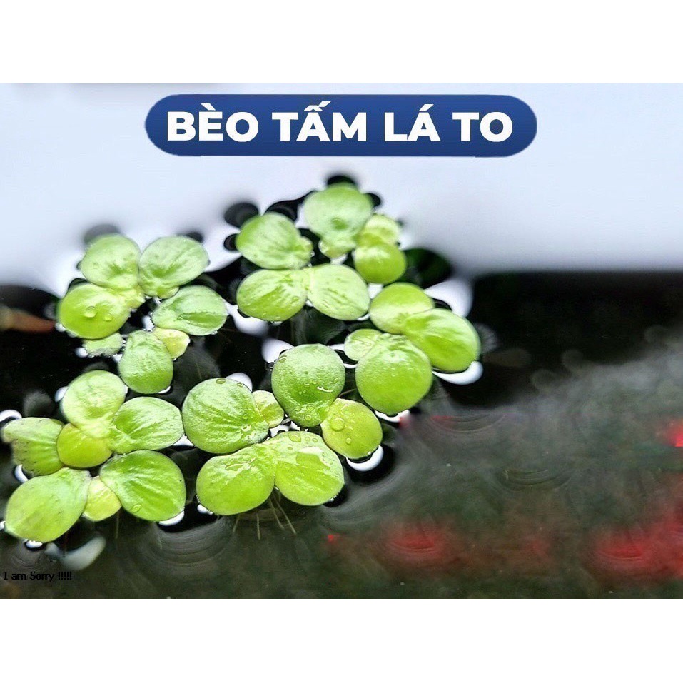 120 cây Bèo tía rễ đỏ | Bèo thủy sinh