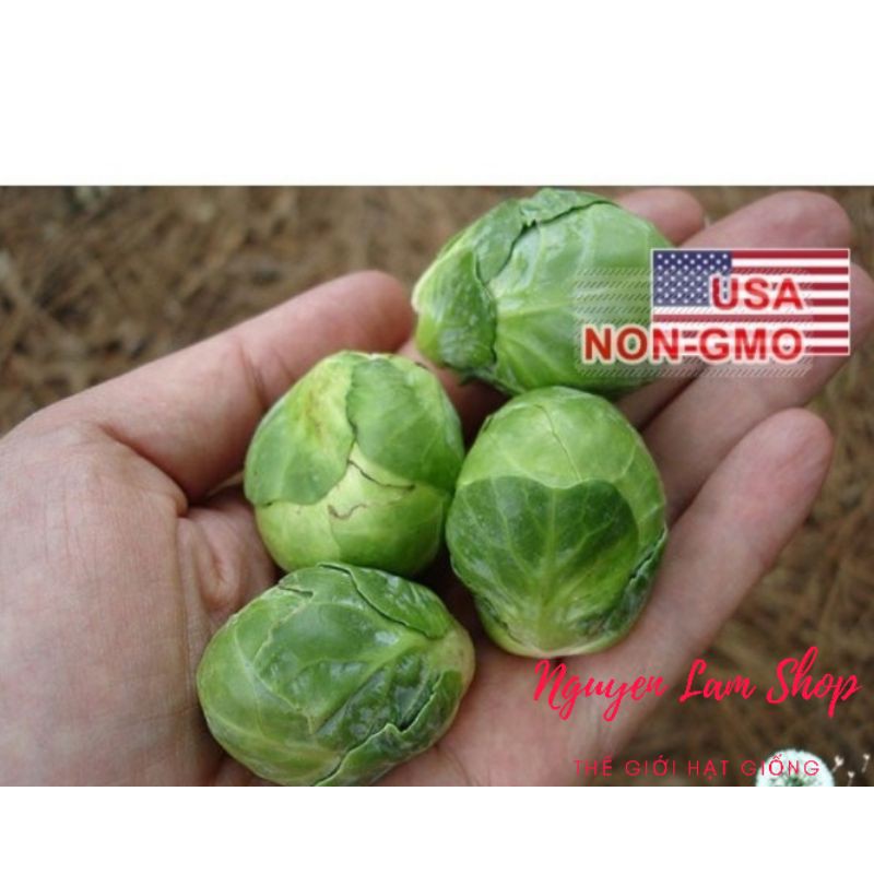 Hạt giống bắp cải tí hon