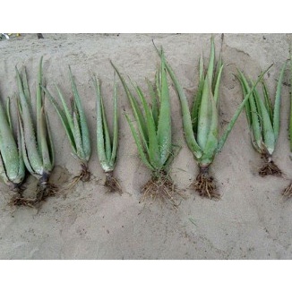 CÂY GIỐNG NHA ĐAM THÁI