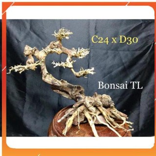 Lũa bonsai thả bể cá thuỷ sinh dáng đẹp