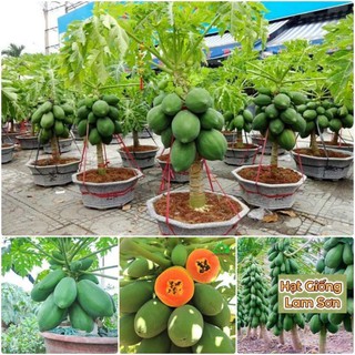 HẠT GIỐNG ĐU ĐỦ SIÊU LÙN, DA XANH RUỘT ĐỎ - Siêu Trái, Siêu Ngọt,Đặc Ruột.