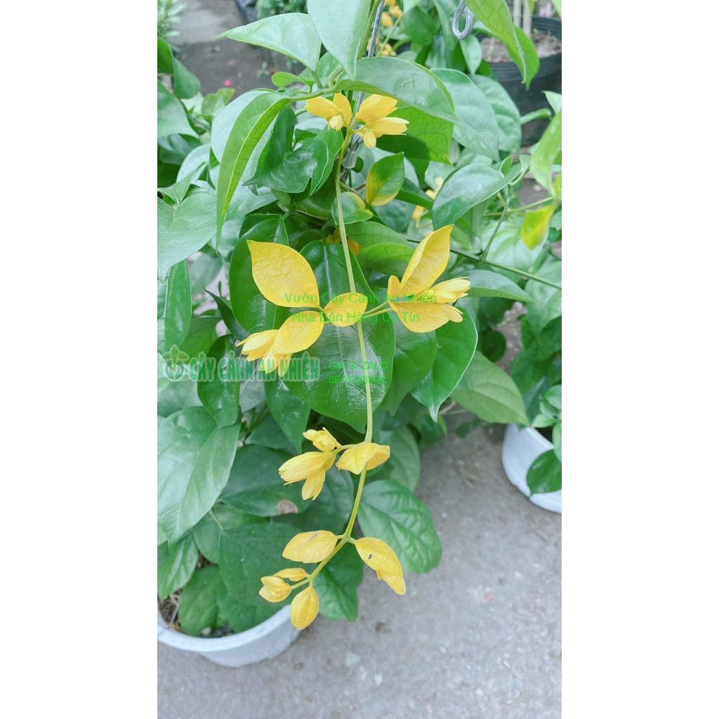 Cây Lan Hoàng Dương Thái