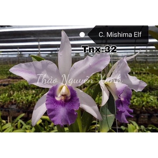 Tnx32 - lan cattleya mishima elf - màu tím lục bình - cây con