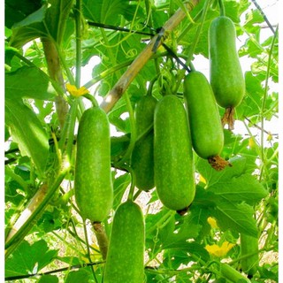 Hạt giống Bí đao chanh - Gói 10 hạt
