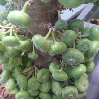 Cây vả giống