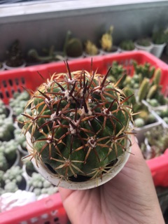 XƯƠNG RỒNG MELO GAI