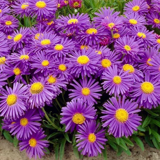 100 hạt giống hoa THẠCH THẢO TÍM