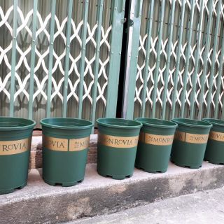 Chậu Mon 3gal hàng đẹp