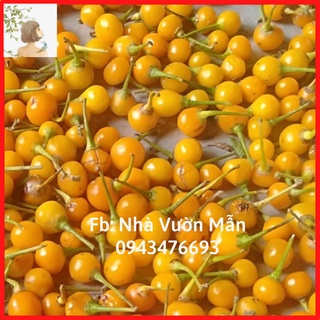 5 Trái(+tặng thêm 2 trái) Ớt Mắc Nhất Thế Giới Aji Charapita 570tr/kg Loại Ớt Ngon Và Đắt Nhất Thế Giới
