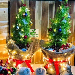 (Cây giáng sinh mini) Cây tùng thơm trang trí noel
