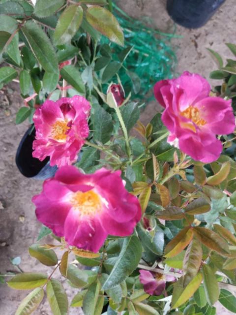 Hồng leo ngoại Night Owl