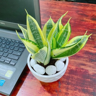 Chậu lưỡi hổ thái vàng