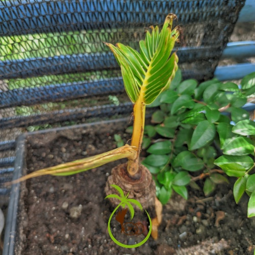Phôi Trái Dừa Giống Lên Mầm | Làm Dừa Bonsai - Dáng Dứng và Nghiêng - Trái Dừa Tròn Đẹp - Mầm Tươi Tốt