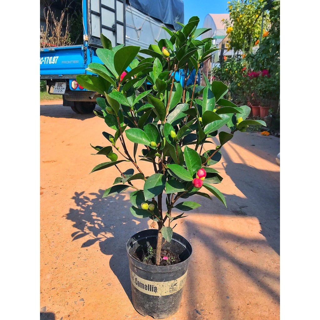 Cây trà my đang nụ hoa cây cao 50-55 cm bắt mắt mang lại may mắn thích hợp trồng trang trí nội thất, sân vườn