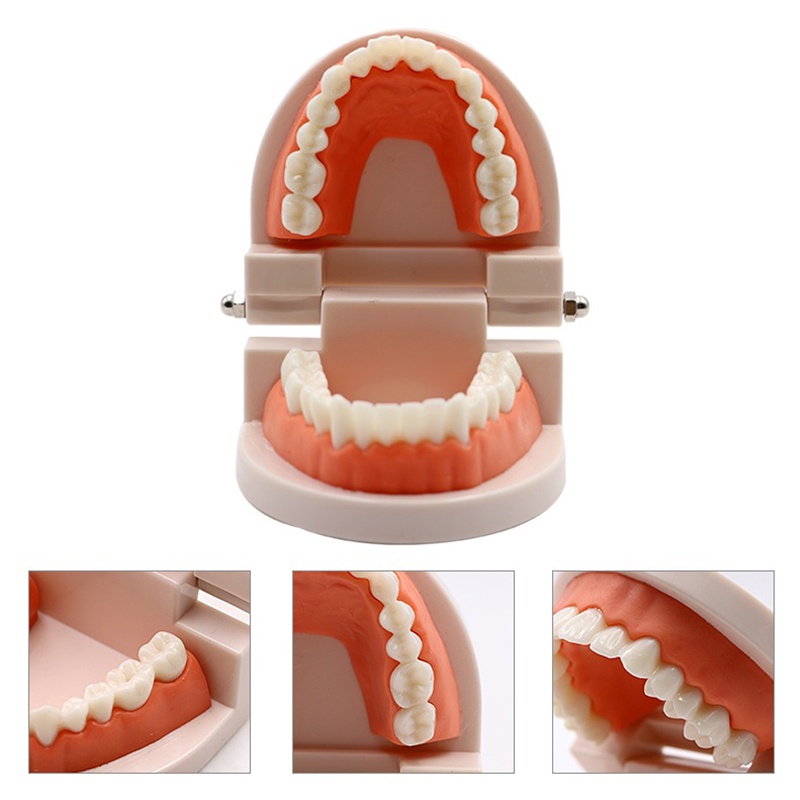 Mô Hình Hàm Răng Giảng Dạy Cho Người Lớn