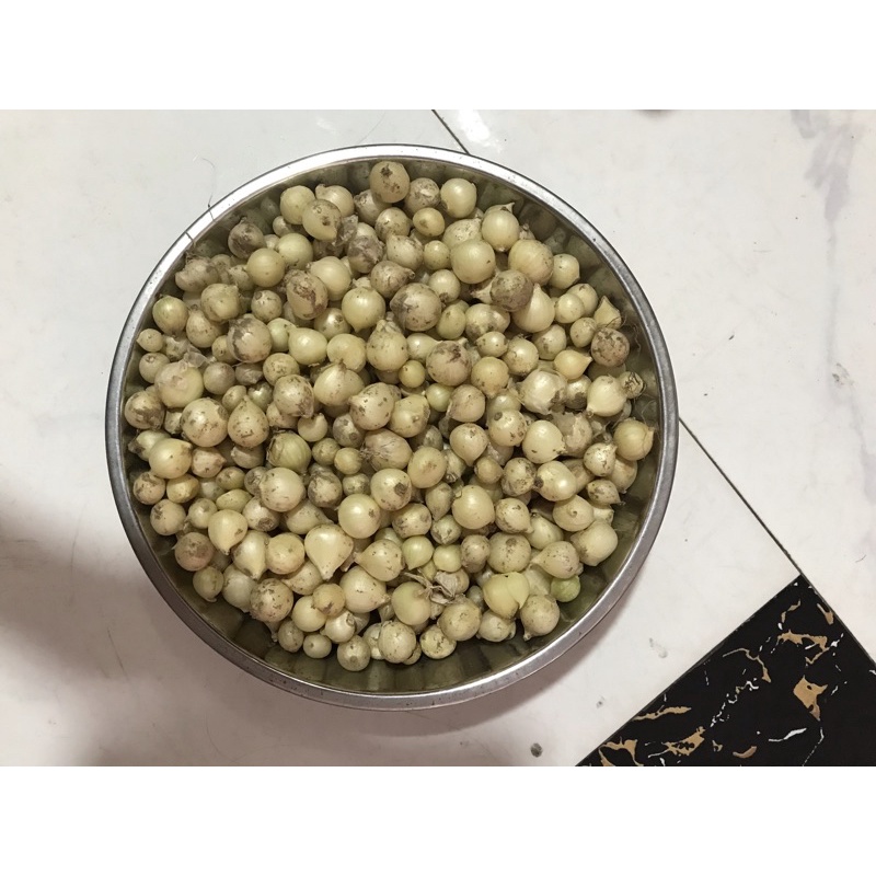 1kg Hành tăm 🧅 (củ nén) Nghệ An, của nhà trồng được bán rẻ cho mọi nhà dùng ạ <3 | BigBuy360 - bigbuy360.vn