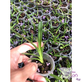 Cây giống lan kiếm Phan Trí (combo 3 cây)