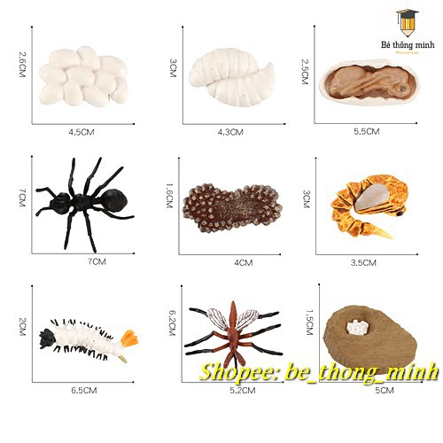 Mô hình vòng đời phát triển các con vật kiến, gà, ếch, bướm