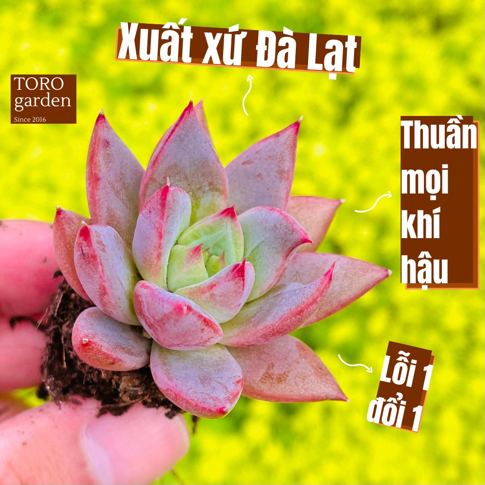 Sen đá mận tím Đà Lạt size mini cây cảnh trang trí nhà cửa Toro garden