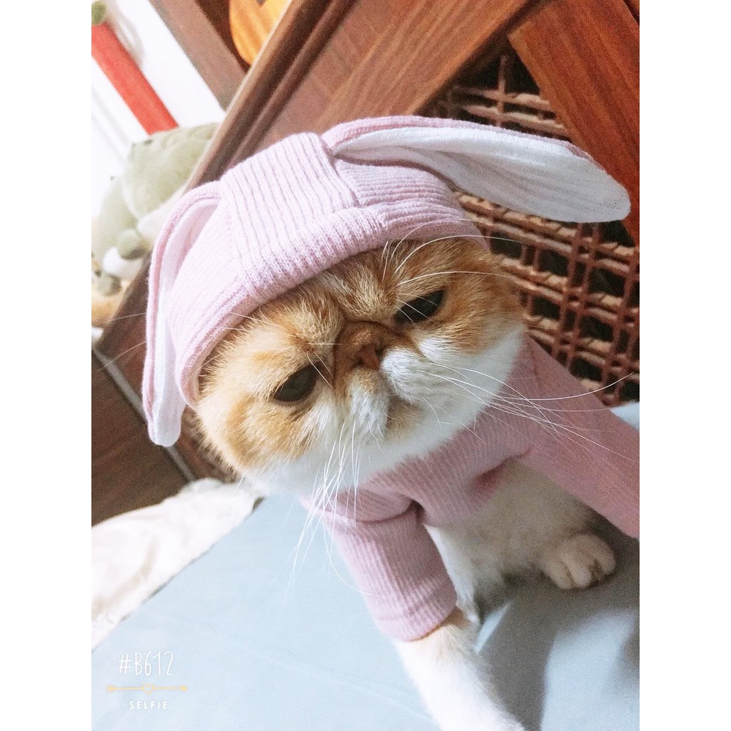 Áo len tai thỏ siêu ấm dành cho boss