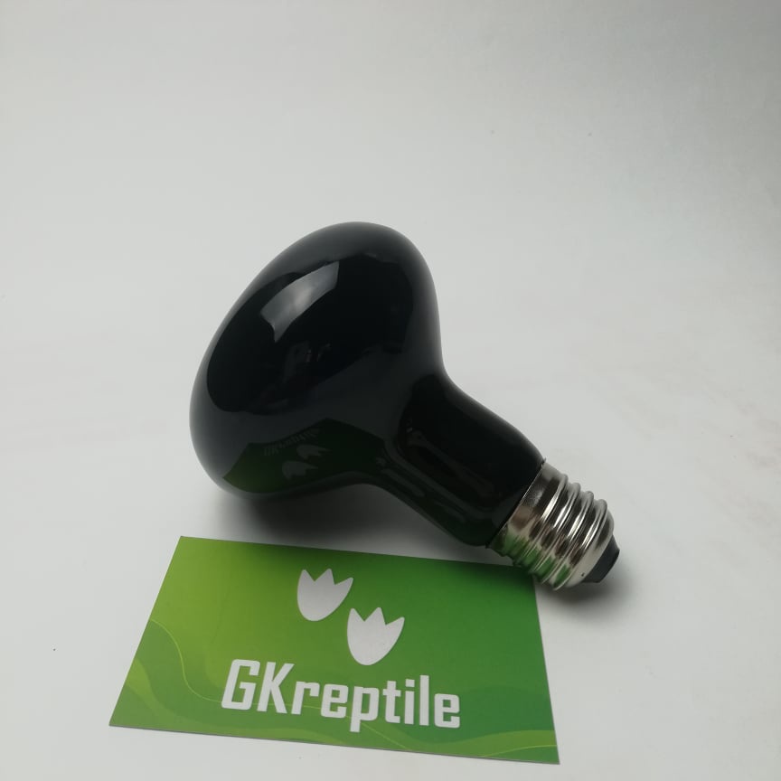 Đèn sưởi cho bò sát , đèn sưởi đêm